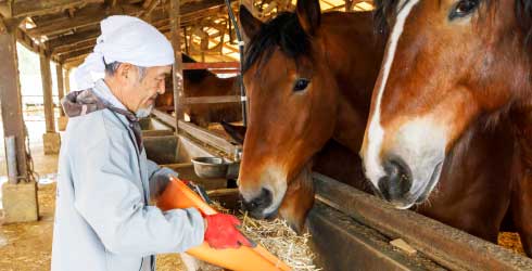 馬と対話し育てる畜産家の技術の結晶